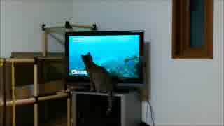 【拾い猫】テレビ大好きシェリル(ママの一人語り)