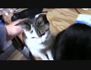 【生後365日】きょうの（元）仔猫_B【蒼民家の猫々】