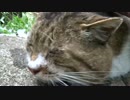 【キジトラ地獄】公園の重鎮の古豪猫、モフられてイイ顔になる