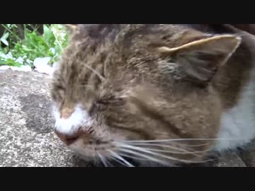 【キジトラ地獄】公園の重鎮の古豪猫、モフられてイイ顔になる