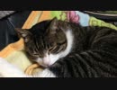 うちの猫の寝姿を撮影してみた（４月２０日）