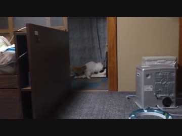 【#389】 ココア　享年11ヶ月　【猫万歳】