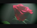 Scatterd Rose/Re