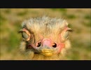 いろんな動物の写真