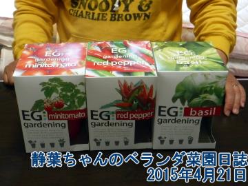 静葉ちゃんのベランダ菜園日誌　2015年4月21日