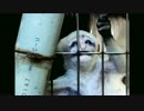 いろんな動物の写真３