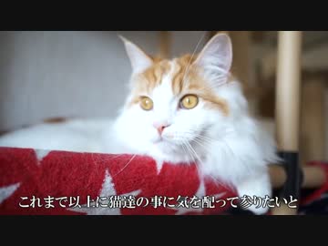 【#390】 お礼の一言　【猫万歳】