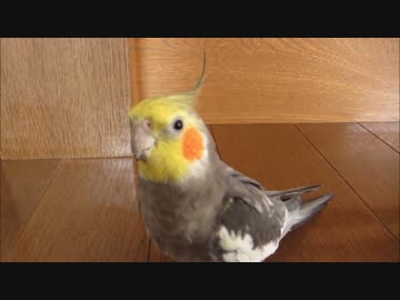 階段を1段ずつおりるオカメインコ