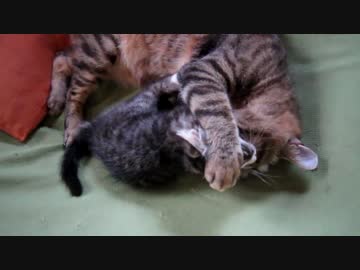 ねこ動画