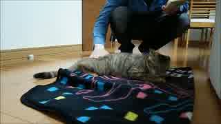 【拾い猫】パパにおねだりをする。