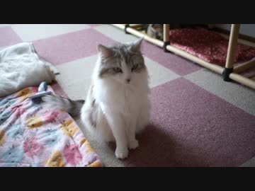 【#391】 いつも通りで　【猫万歳】