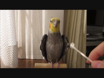 オカメインコに7th Triggerの口笛を吹いてもらった