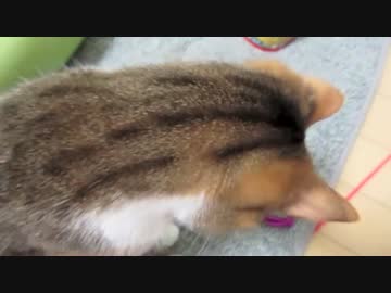 ４月のみゅうとラム