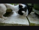 とある田舎の猫事情　～白黒猫＆ナオコ猫、若キジに残念がられる～