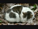 本邦初公開！おしゃべり猫の寝姿
