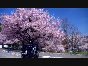 【お気楽バイク旅】高遠と諏訪の桜　2015-04-16【MT-07】