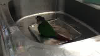 ウロコとセキセイ インコ の 水遊び♪