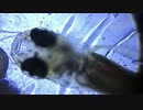 希少生物の赤ちゃんつかまえたので撮影してみた