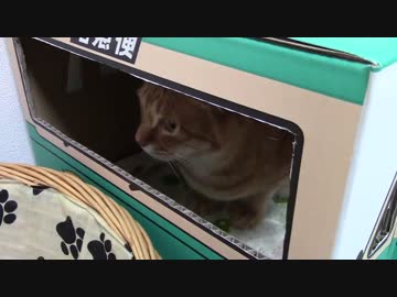 拾いねこ＠生後1024/991日目　アコも少し宅急便に慣れてきたようです。