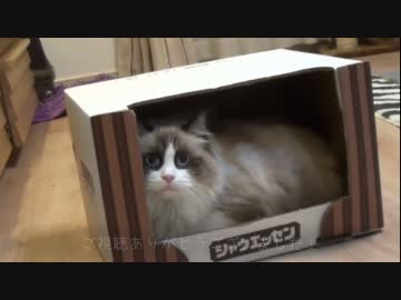 ラグドールのレオ　Vol72 おもちゃをすぐになくす猫