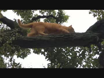 【公園猫戦争】人懐こい茶トラ猫、圧巻の木登りを見せる