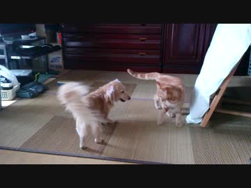 犬を飼っている実家に猫を連れて帰った２