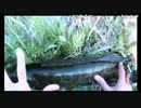 4.23こめ師ナマズ雷魚釣りx264.aac.mp4