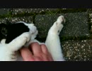 かわいい声のハチワレとおしゃべり猫