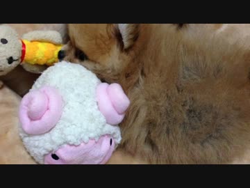 ちびポメ　三日目