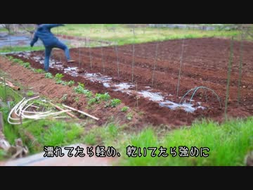 おいしい ダイコンの作り方　スターズ