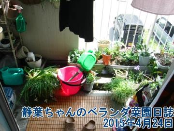 静葉ちゃんのベランダ菜園日誌　2015年4月24日