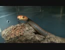 毒ヘビとの生活　5/5