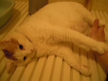 風呂場のﾈｺﾁｬﾝ