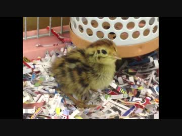 うずらがオトナになるまで②