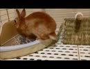 みかんの成長記録　4日目.mp4