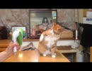 猫ＶＳ毛玉取り器