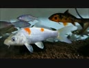 アクア提督と歩く水槽飼育記録　その9　GHD産卵＆トトロ水槽他