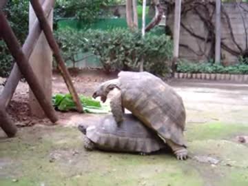 亀が叫びながらの交尾、すごくＨに見える動画