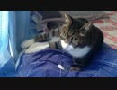うちの猫の寝姿を撮影してみた（４月２５日）