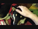 Pat Pat（なでなで）