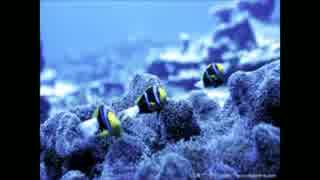 人気の ｋiroro 動画 228本 4 ニコニコ動画