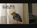 飼い主「ホー」→オカメ「ホケキョ」