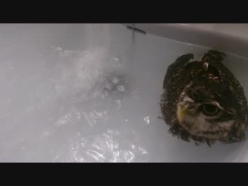 水に浮くフクロウ(Long)