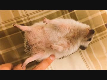ハリネズミのお食事が可愛すぎる！Hedgehog