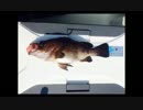 4.25ちゅみさん 松山沖にて今年最後の船メバル釣りx264.aac.mp4