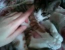 うちの猫：メイちゃんミクちゃん２