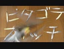 オカメインコにピタゴラスイッチを鳴いてもらった