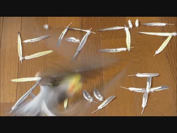 オカメインコにピタゴラスイッチを鳴いてもらった