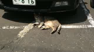 猫が車に潰される瞬間を激写