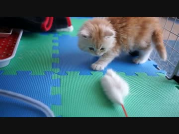 【#394】 遊んだり　【猫万歳】